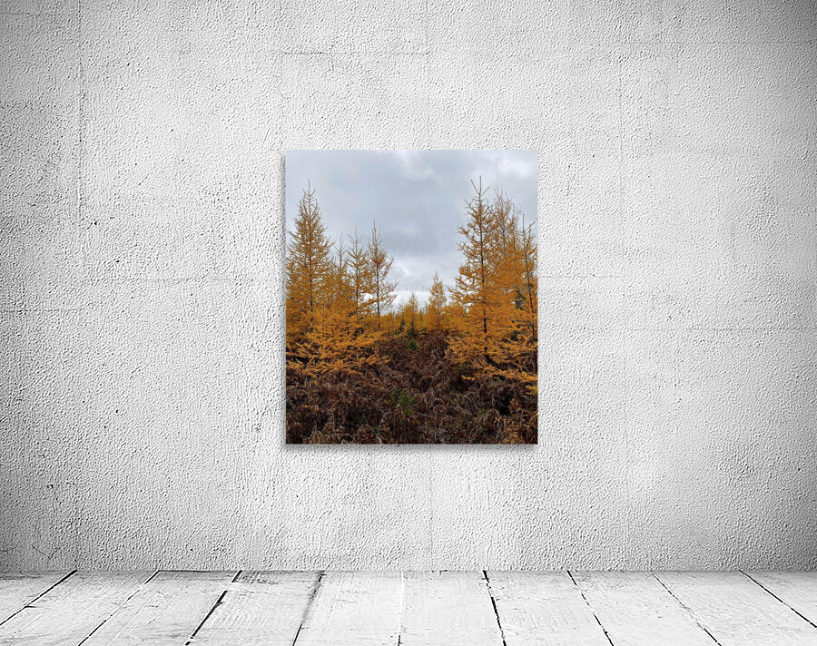 Tamarack. Wall Preview