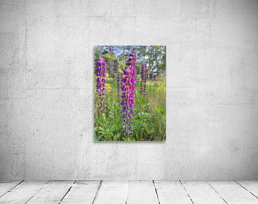 Lupine 2. Wall Preview
