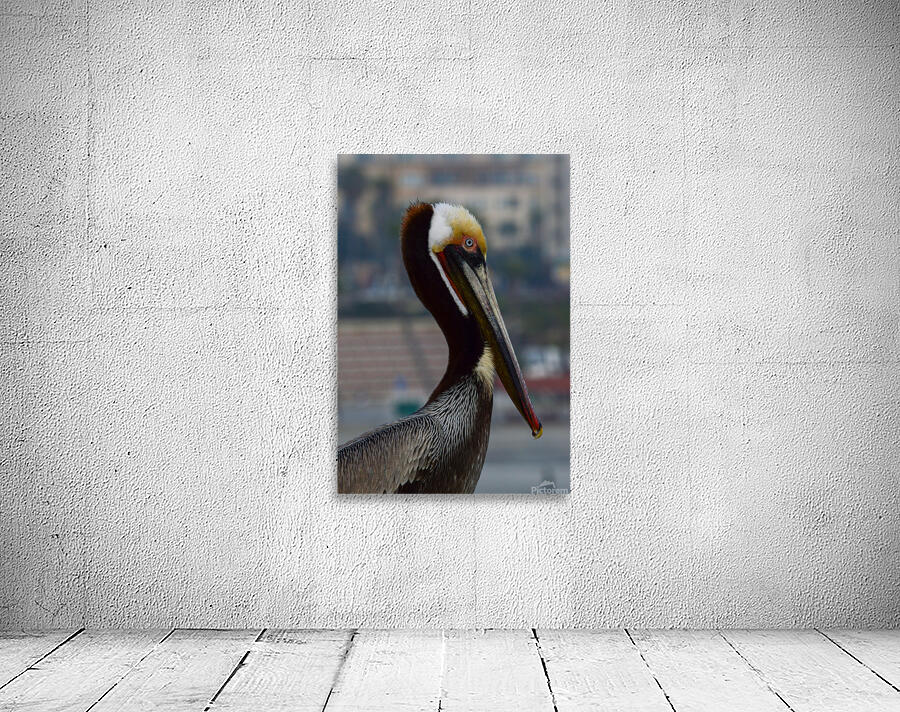 Pelican Wall Preview