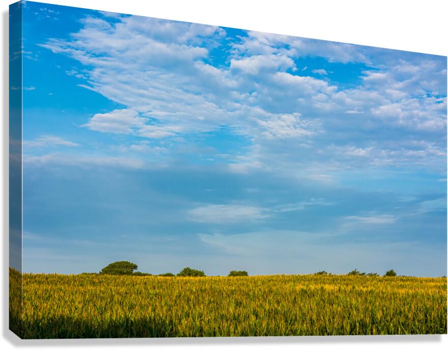 Summer Sky Over Cornfield
