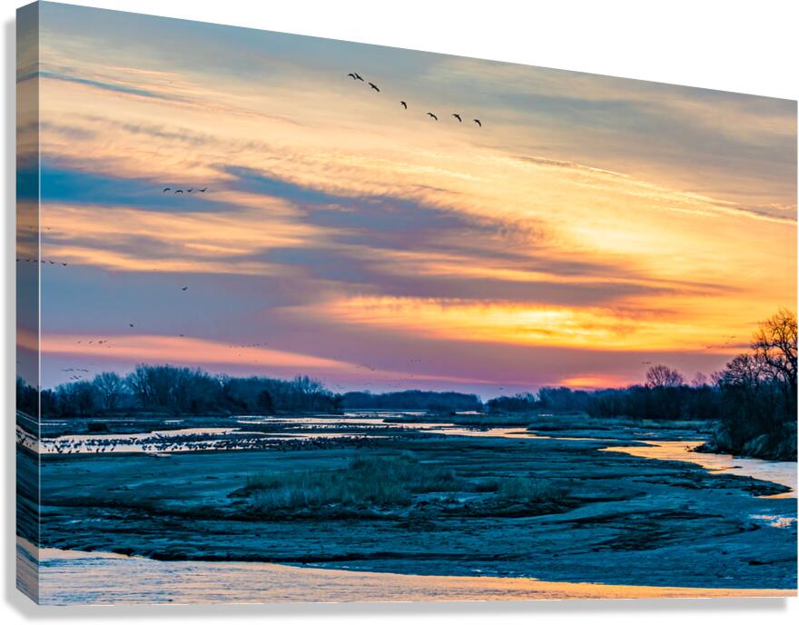 Resting Sandhill Cranes On The Platte River Nebraska At Sunrise
