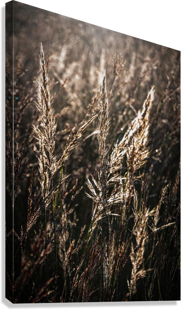 Sunlit