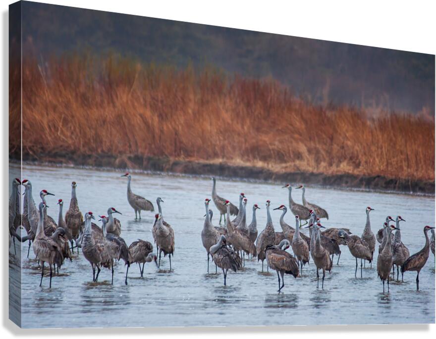 Wading Cranes