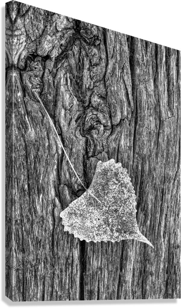 A Cottonwood Leaf On Weathered Wood In B&W