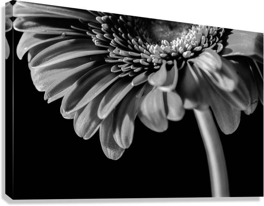 Gerbera5