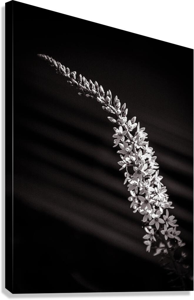 Loosestrife In B&W
