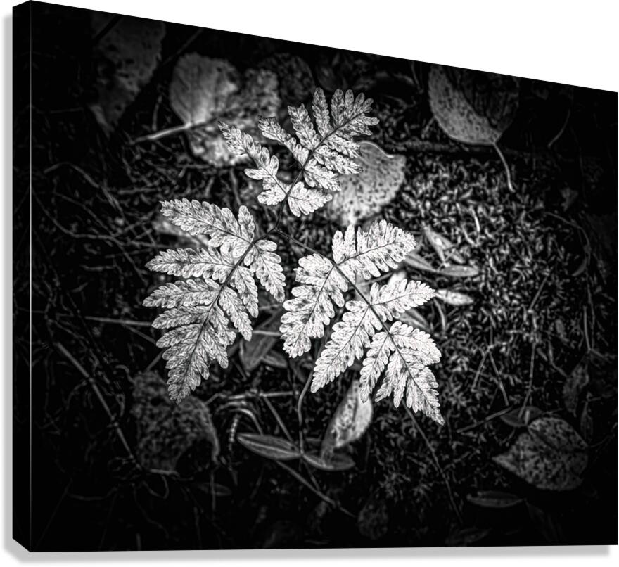 Ghost Fronds B W