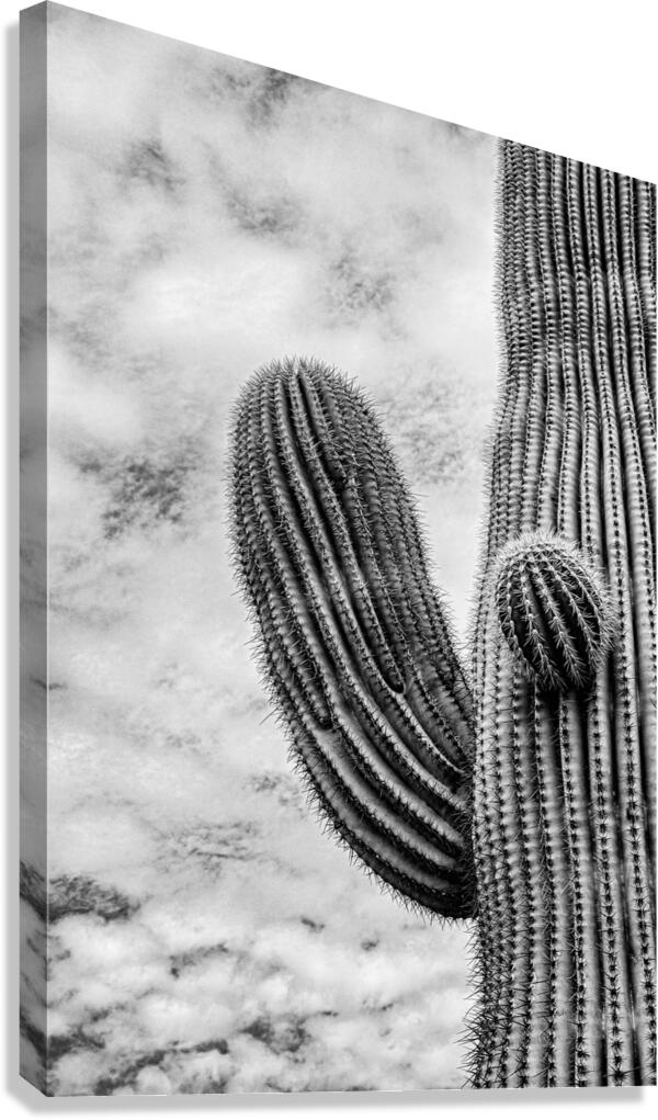 A Saguaro Cactus in B&W