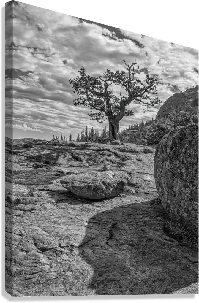 A Weathered Pine And Rocks in B&W