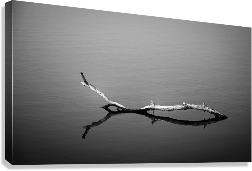 Reflected Branch B&W