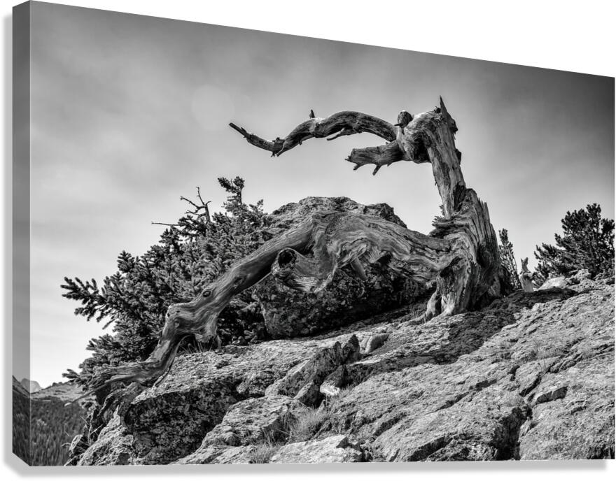 Reach For The Sky in B&W