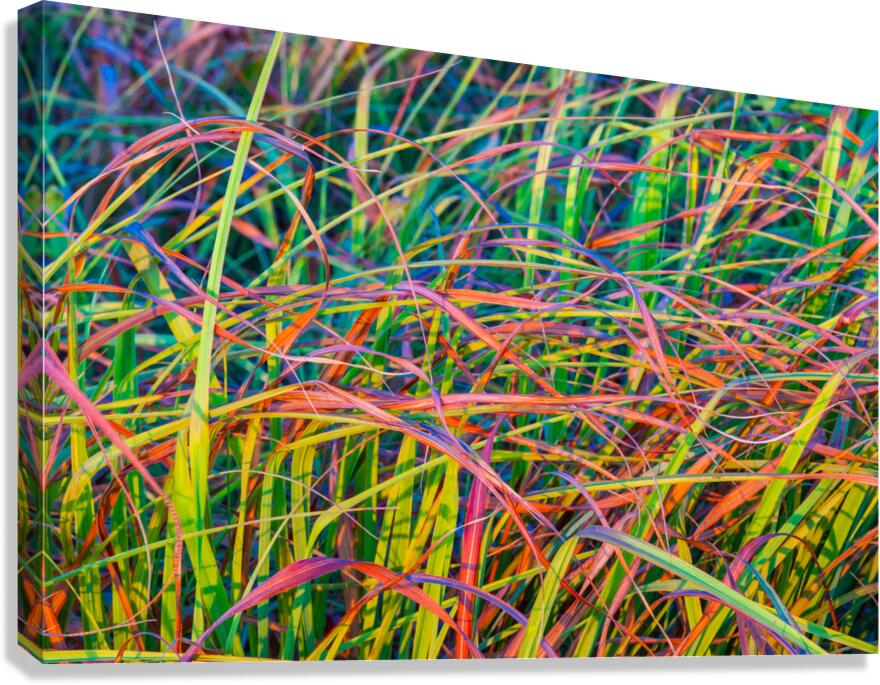 Weaves Of Grass