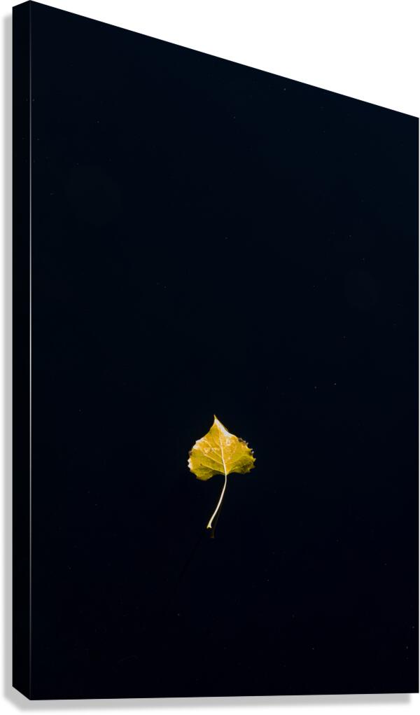 Floating Leaf