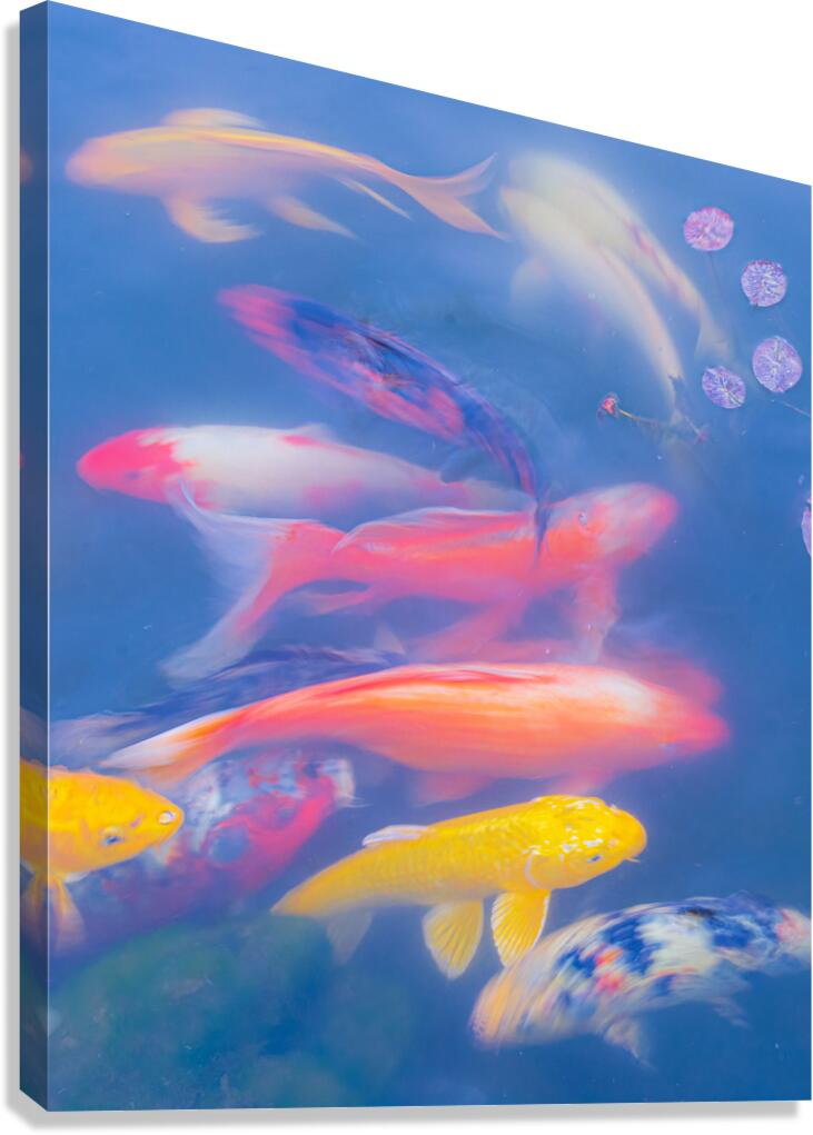 Swirling Koi