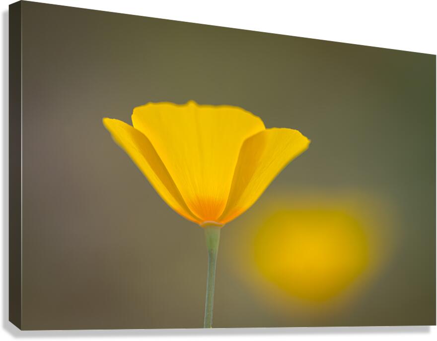 California Poppy Dreaming