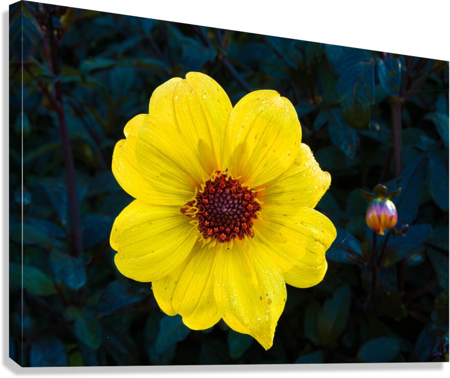 Yellow Dahlia And Bud On Black