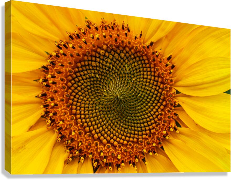 Fibonacci
