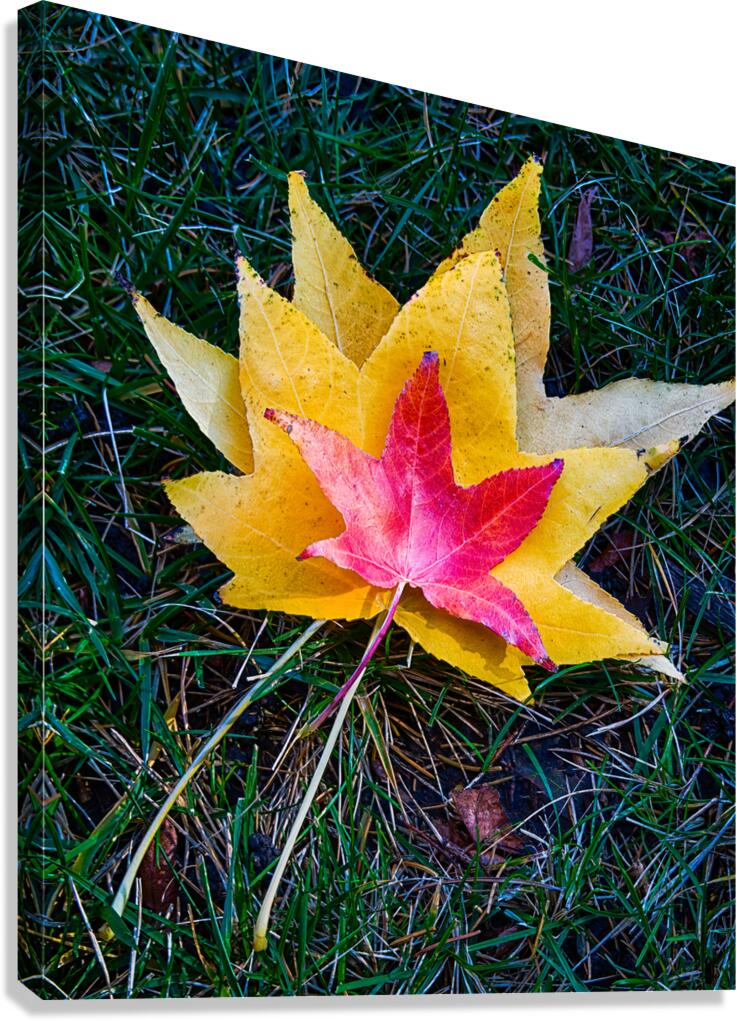 Autumn Leaf Layers