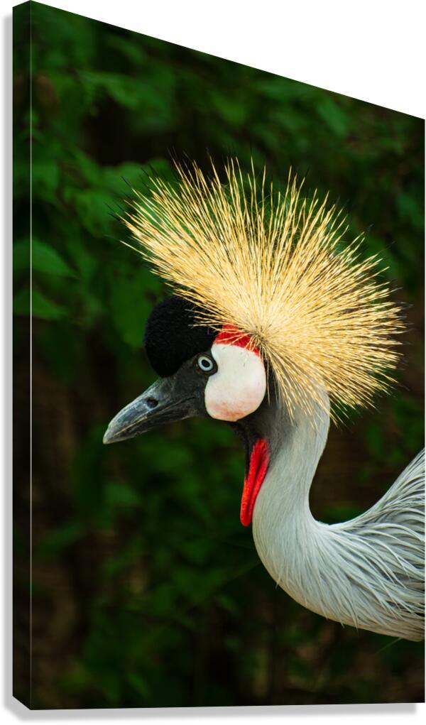 A Bad Hair Day