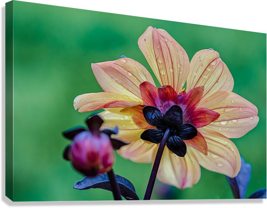 Soft Light Dahlia