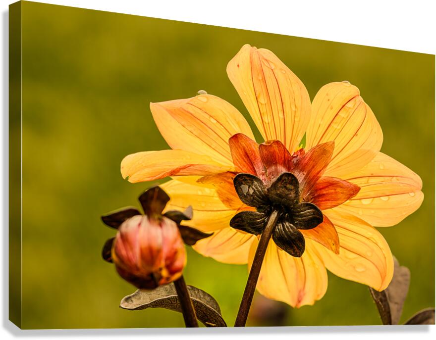 Warm Yellow Dahlia