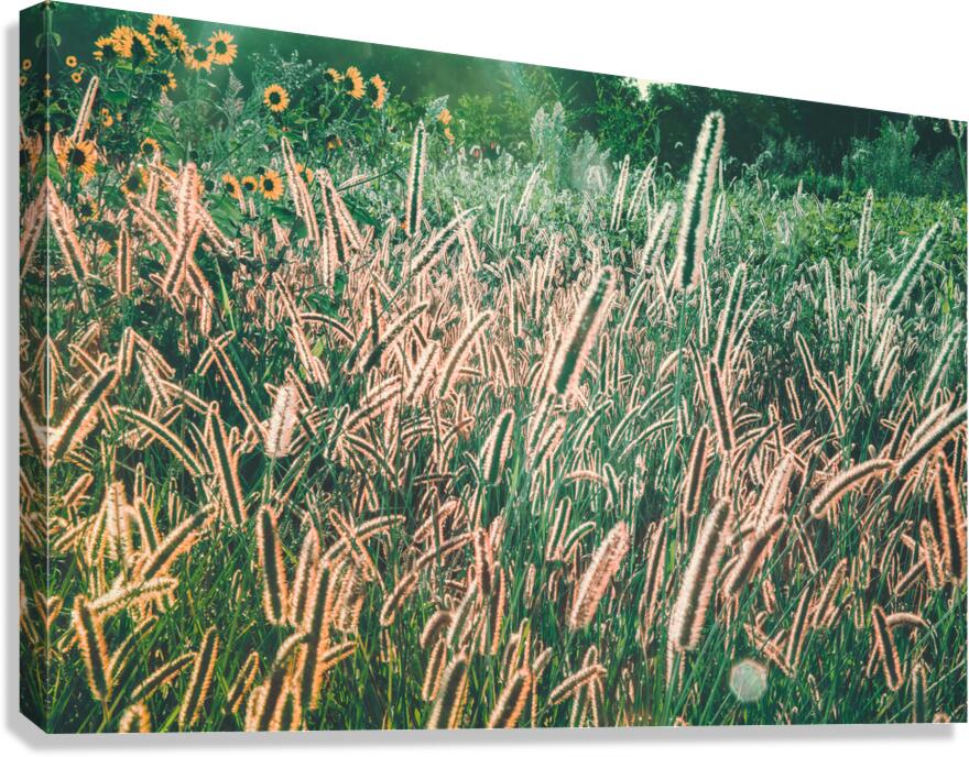 Dreamy Prairie Grasses