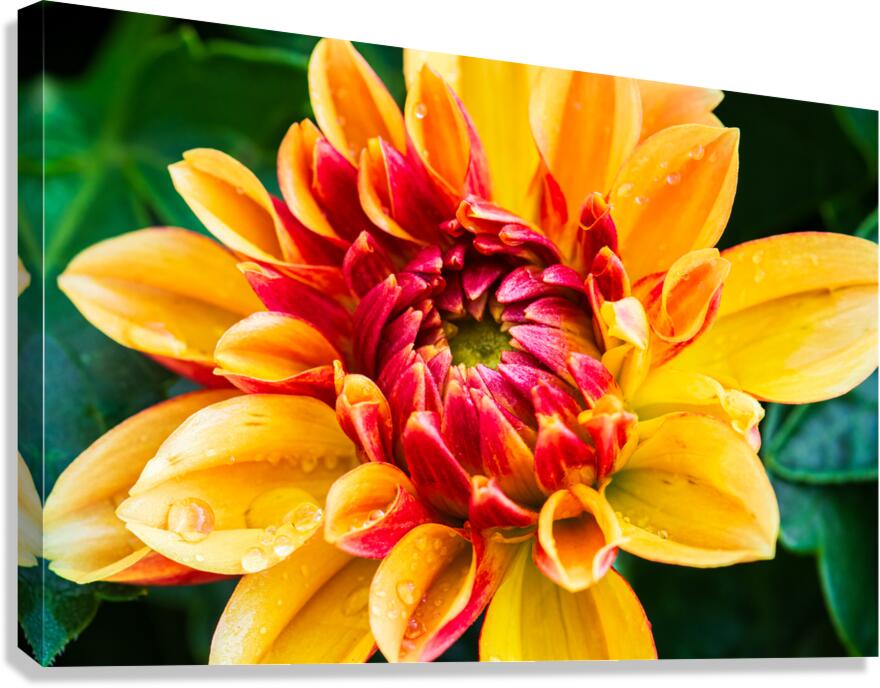 Yellow Dahlia Flower With Dew Drops