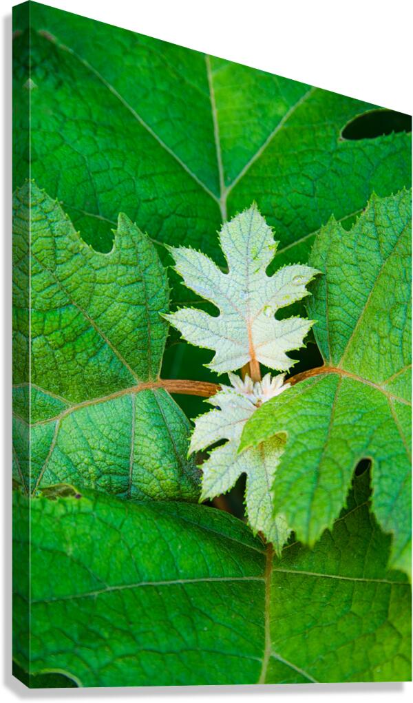 New Leaves