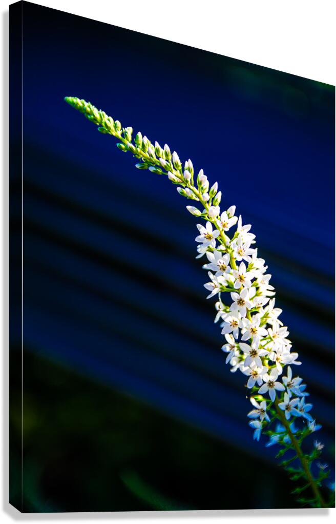 Loosestrife