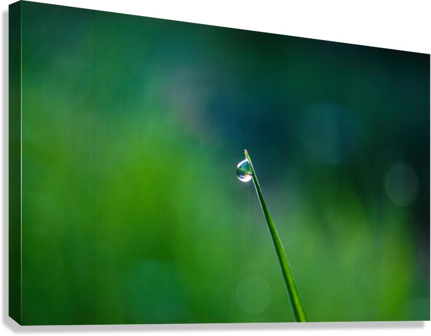 Dew Drop