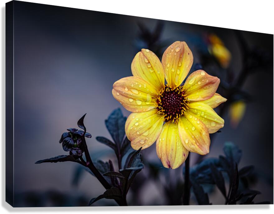 Dark Dewy Dahlia