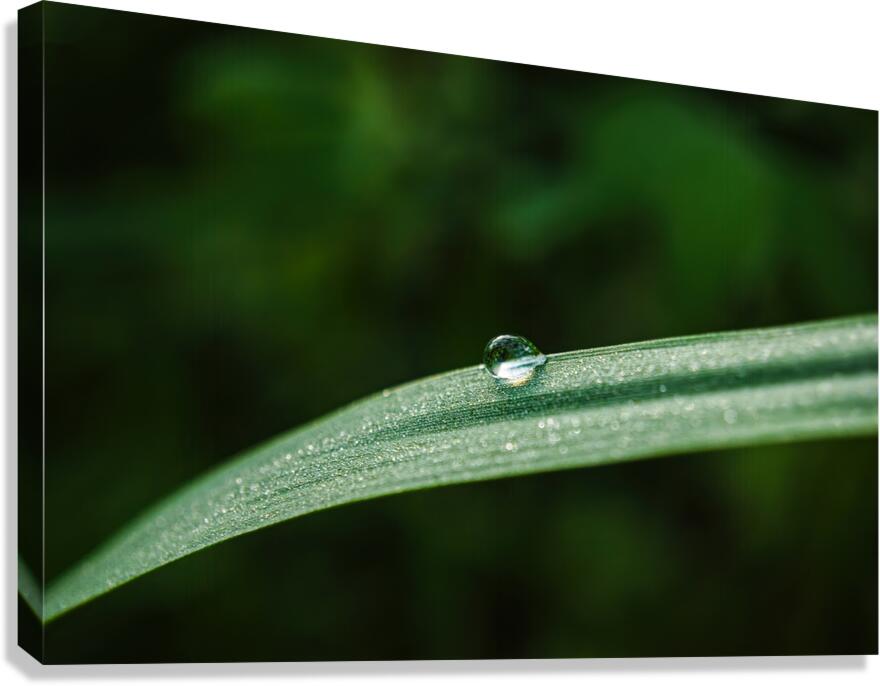 A Dew Drop On a Blade of Grass