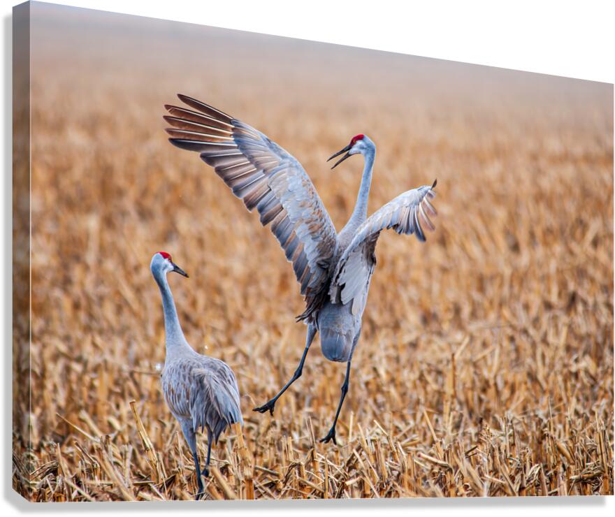 A Joyful Dance