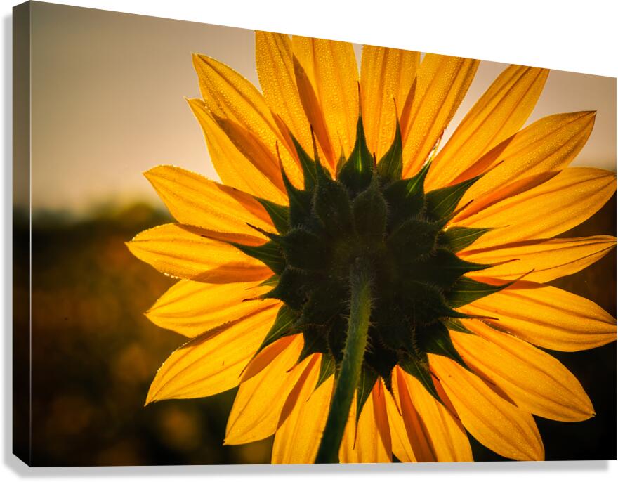 Solar
