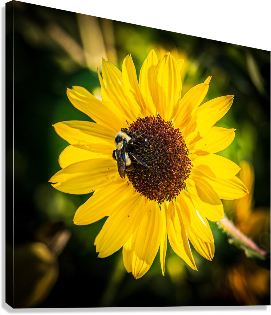 Sunflower With Bumblebee