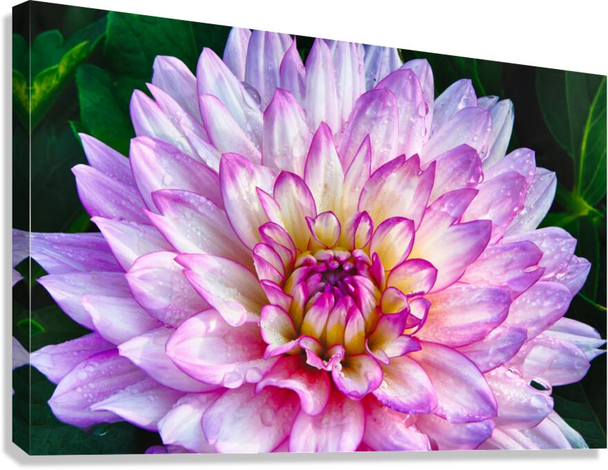 Dahlia Dew