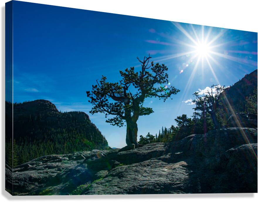 Weathered Pine Tree Silhouette With Sunstar In Rocky Mountain National Park Colorado