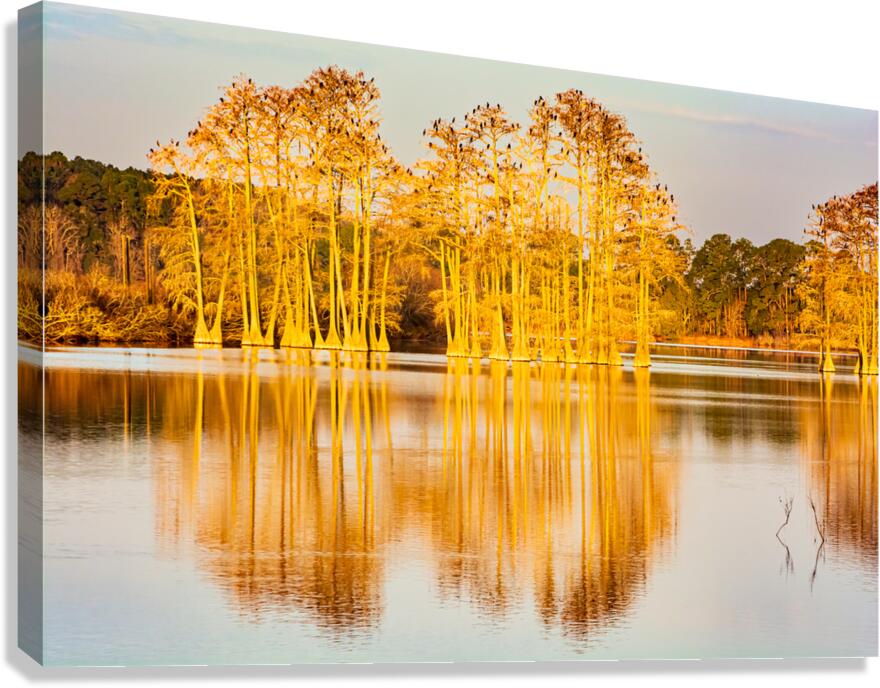 Cypress Sunrise Reflection