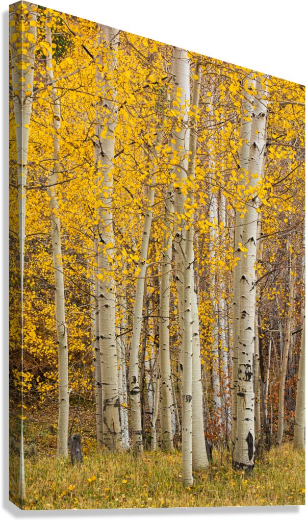 Autumn Quaking Aspen Grove
