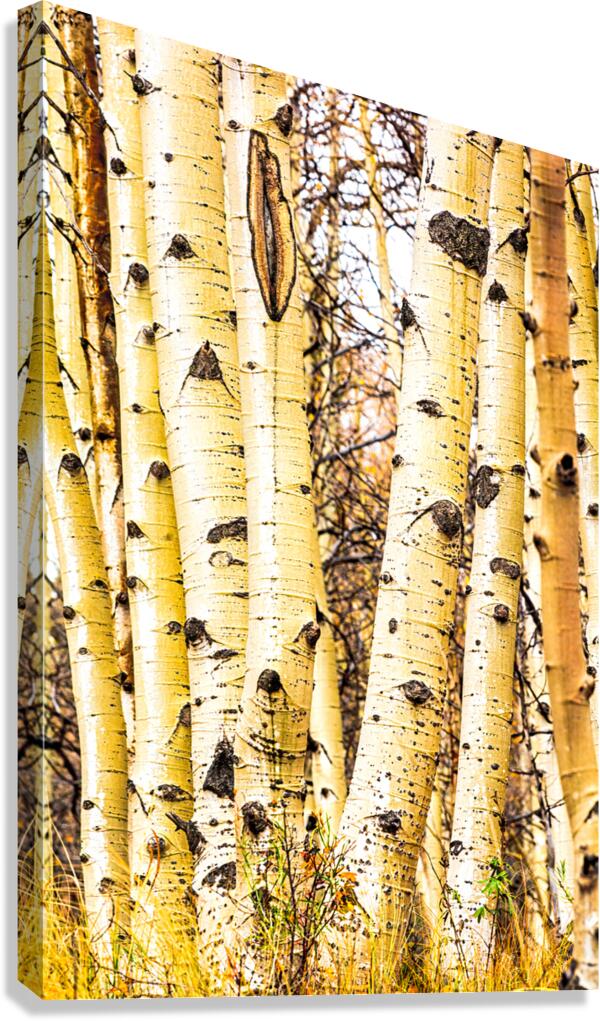 Colorado Aspen Trunk Glow