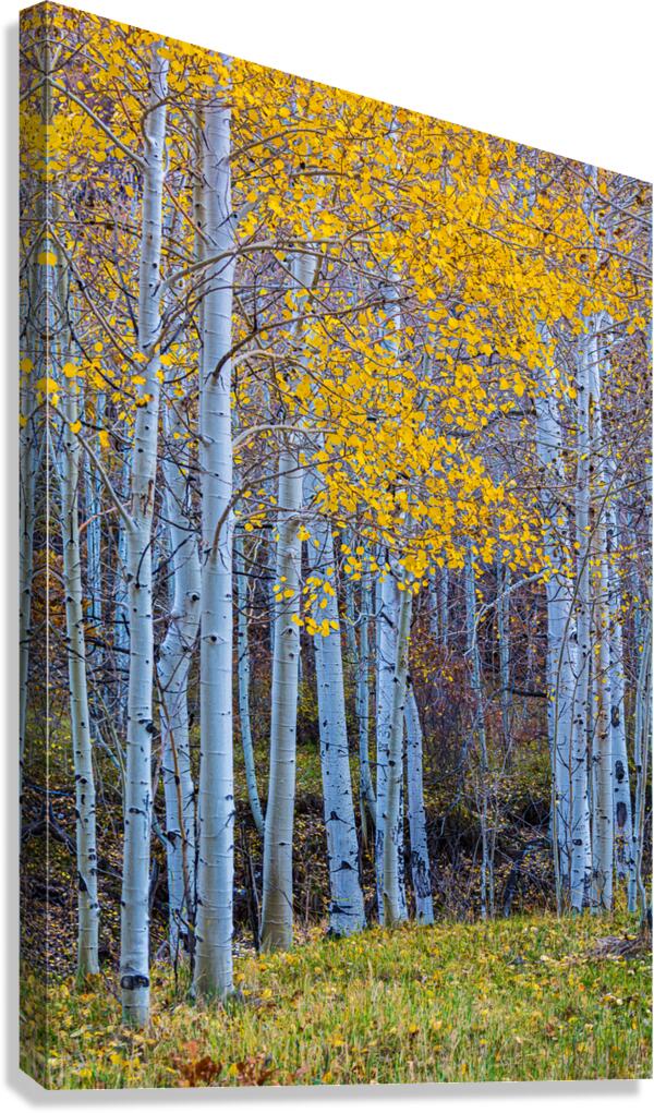 Cool Blue Hour Aspen
