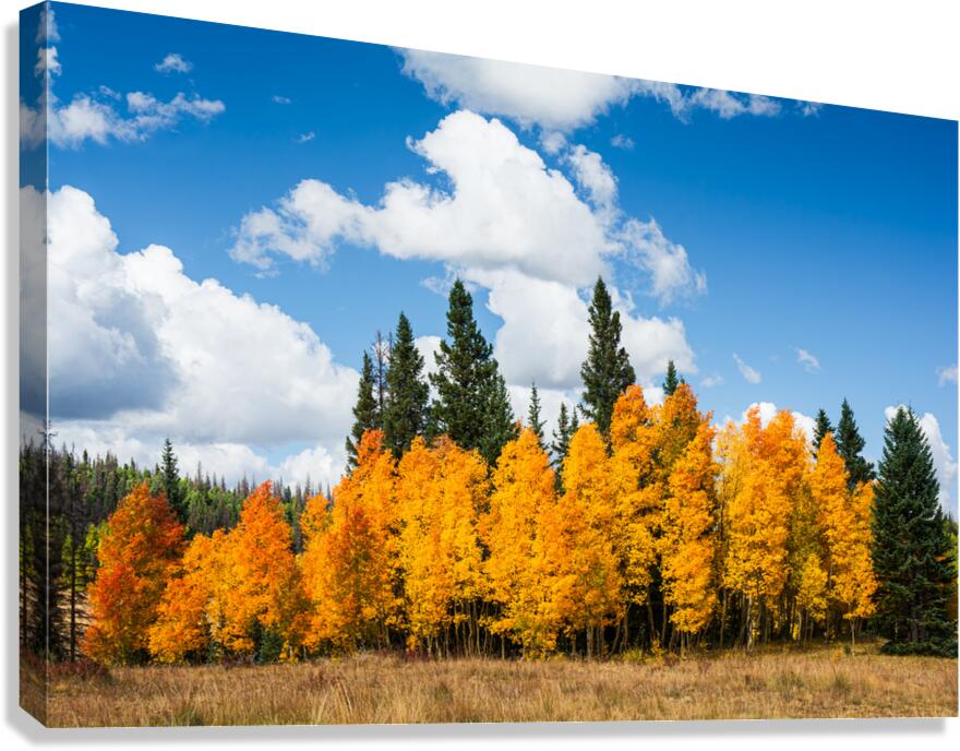 Fall Aspen