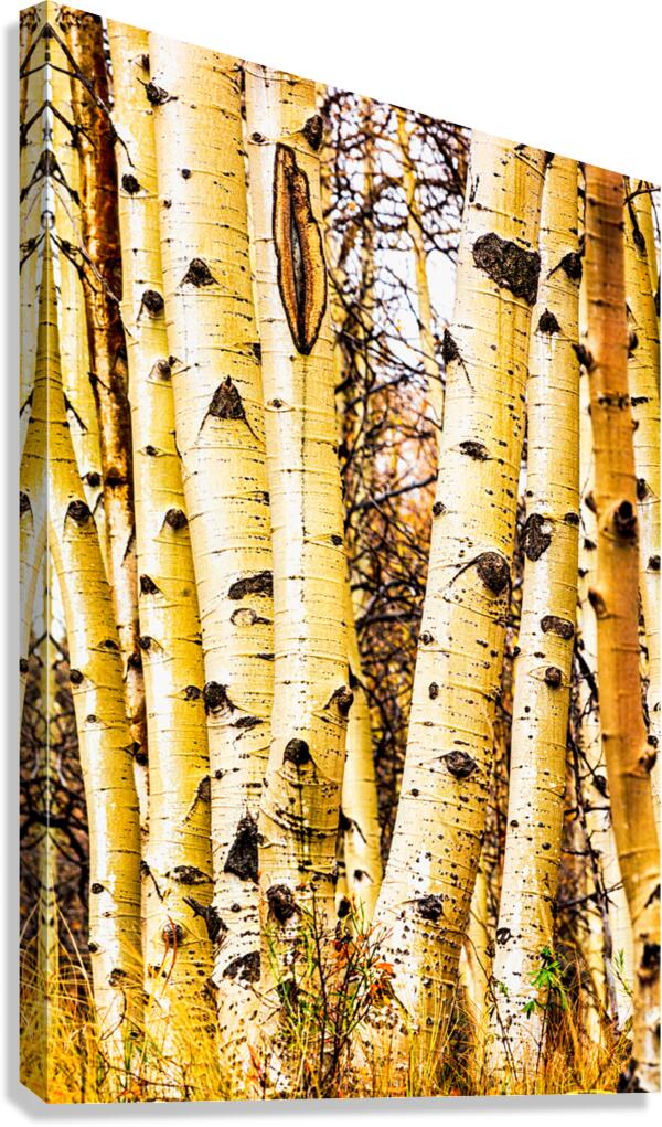 Colorado Aspen Trunks in Autumn