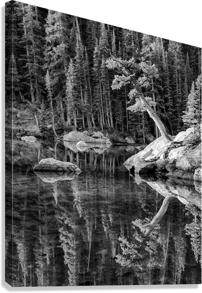 Reflecting Pine B W