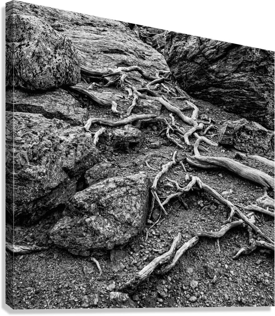 Network B W