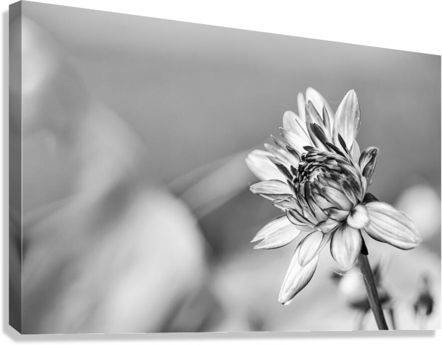 A Bud B W