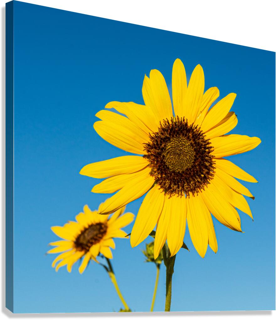 Sunflowers and Blue Sky