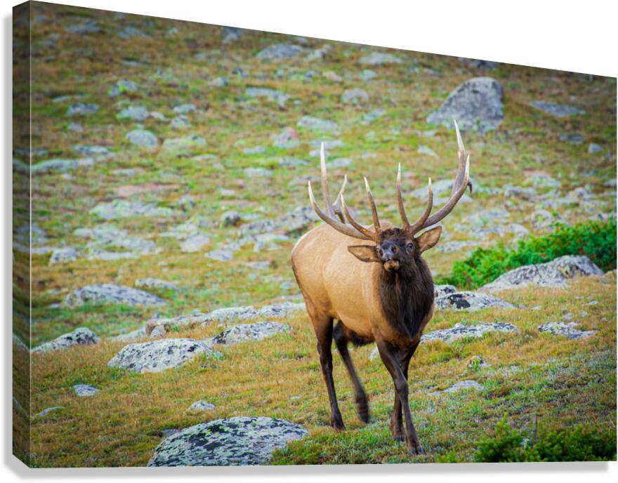 Bugling Elk