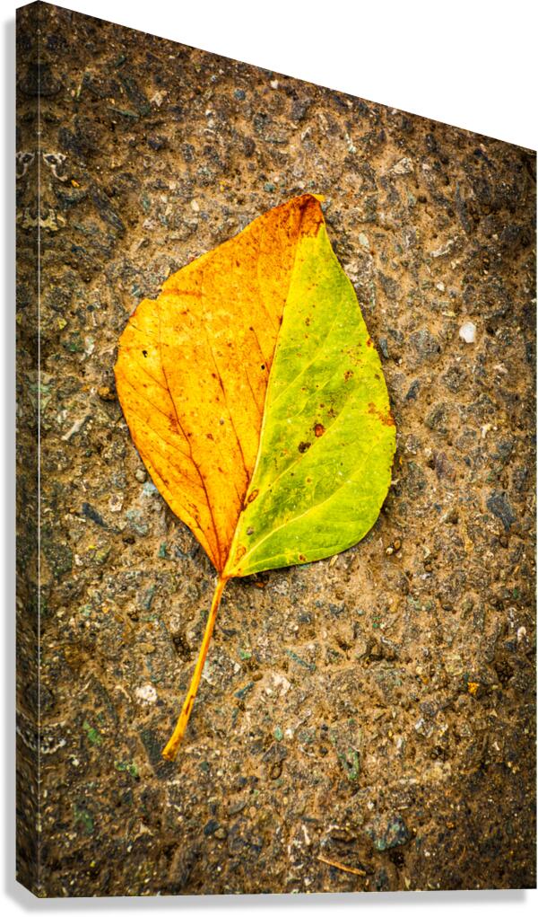 Bi-Color Leaf