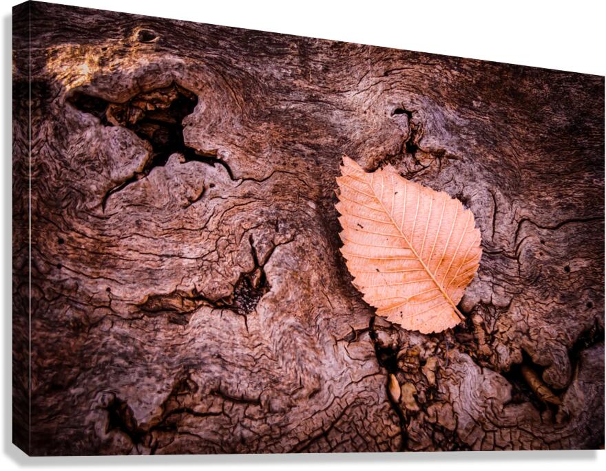 A Leaf On A Log